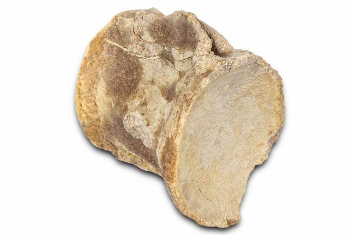 Fossil Mosasaur (Platecarpus) Vertebra - Kansas #382064